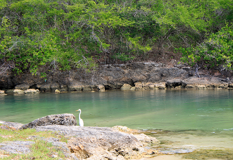 Anse-Bertrand, ornithological site of Ravine Sable, place of observation